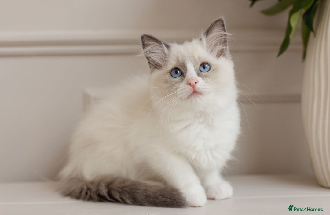 Ragdoll cats for sale: Super cuddly Ragdoll kittens Ready now  - Image 1