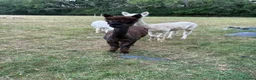 Alpaca livestock for sale: Group of Alpaca for sale - Advert 3