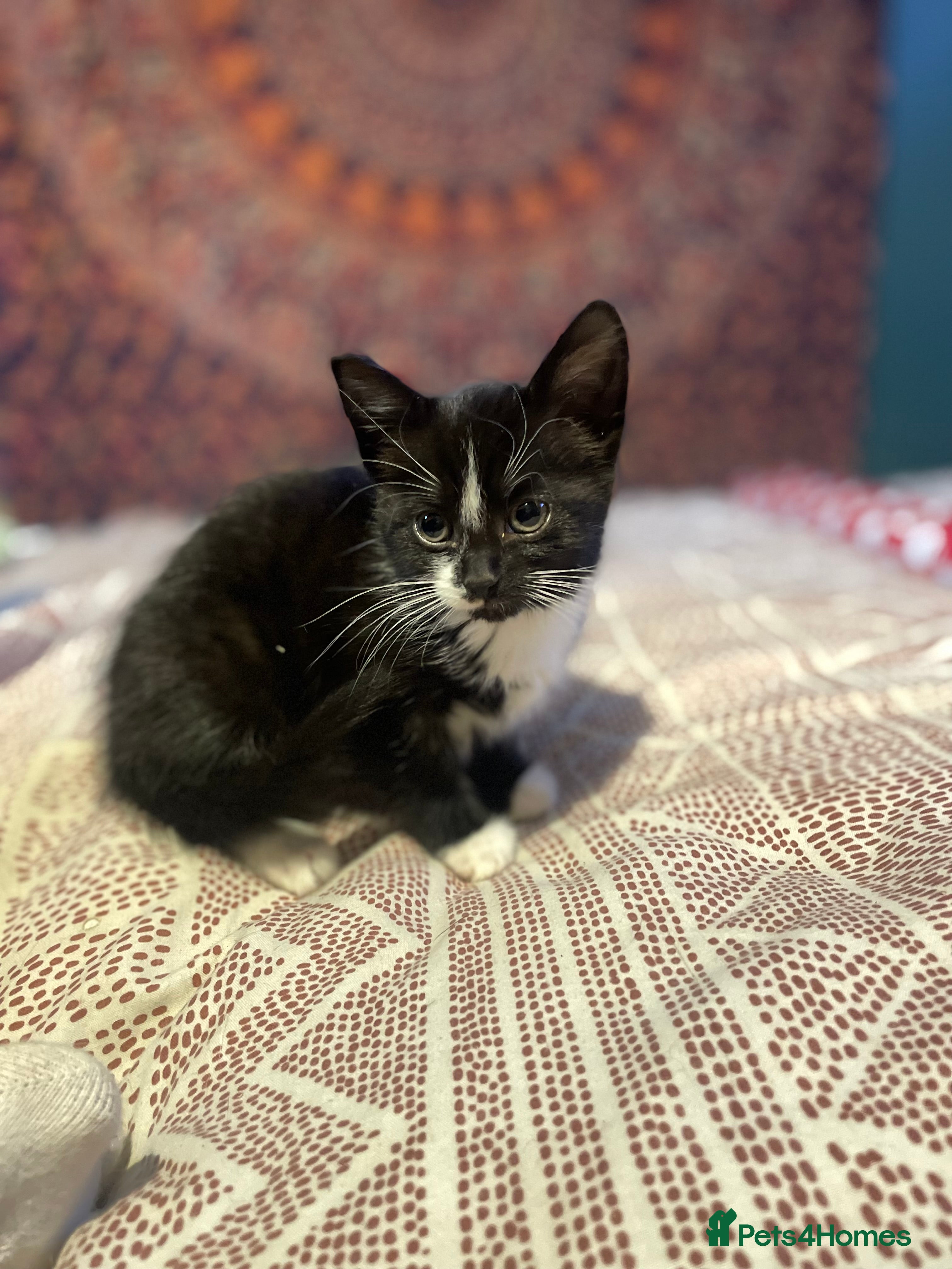 Mixed Breed cats 3 kittens for sale  - Advert 12