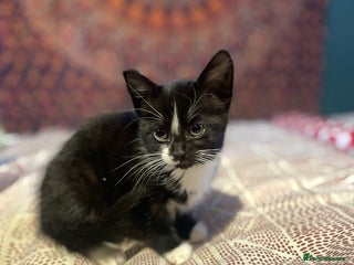 Mixed Breed cats 3 kittens for sale - Advert 2