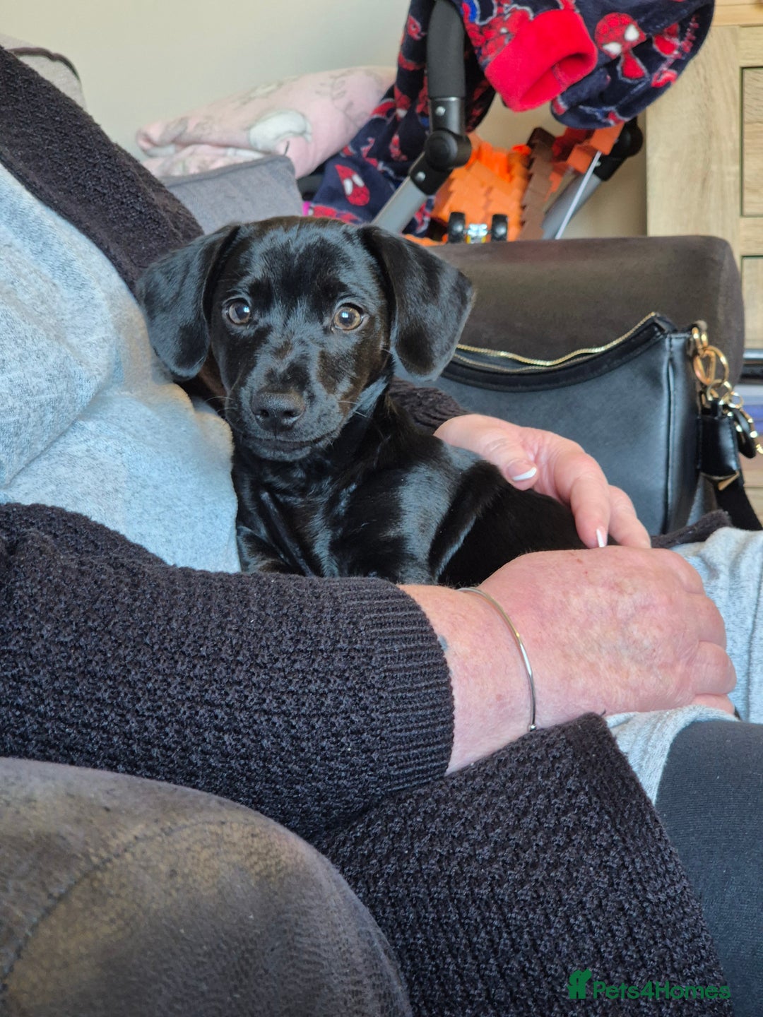 Mixed Breed dogs for sale: Puppy - Advert 11