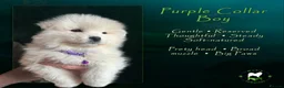 Samoyed dogs for sale: KC Registered Samoyeds from Proven Champion Lines - Advert 9