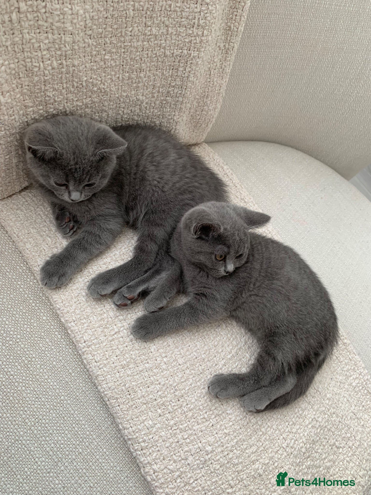 British Shorthair cats British Shorthair Kittens–Ready for Loving Home 🐾 - Advert 2