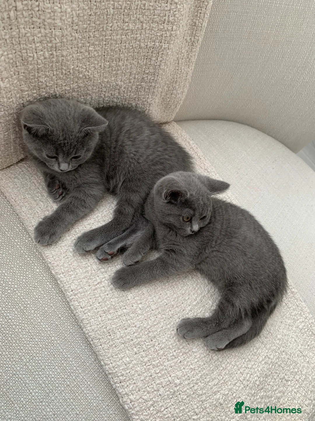 British Shorthair cats for sale: British Shorthair Kittens–Ready for Loving Home 🐾 in Harlow - Advert 1