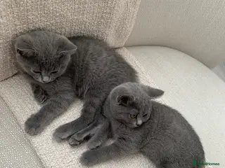 British Shorthair cats British Shorthair Kittens–Ready for Loving Home 🐾 - Advert 2
