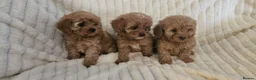 Cavapoo dogs for sale: Cavapoo Deep Red Puppies  - Advert 2