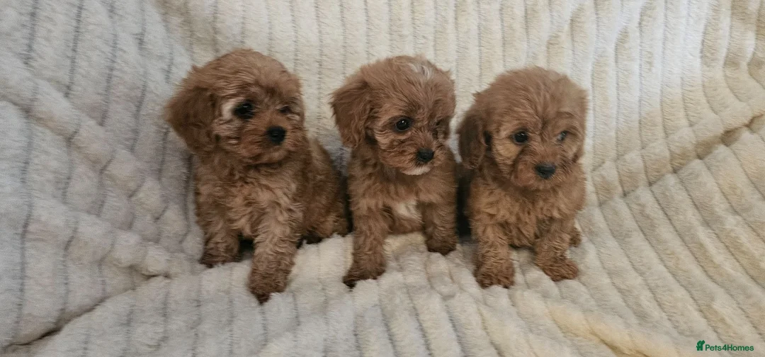 Cavapoo dogs for sale: Cavapoo Deep Red Puppies  - Advert 2
