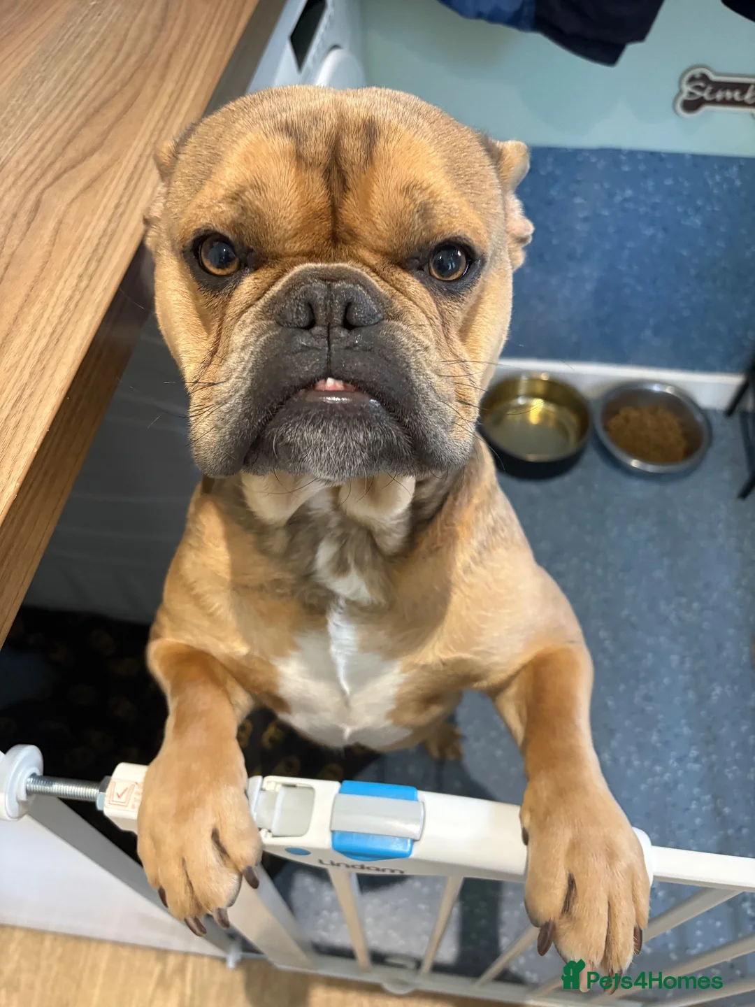 Mixed Breed dogs for sale: French bulldog mix rehome - Advert 2