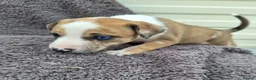 Mixed Breed dogs for sale: Lurcher bull puppies for sale - Advert 22