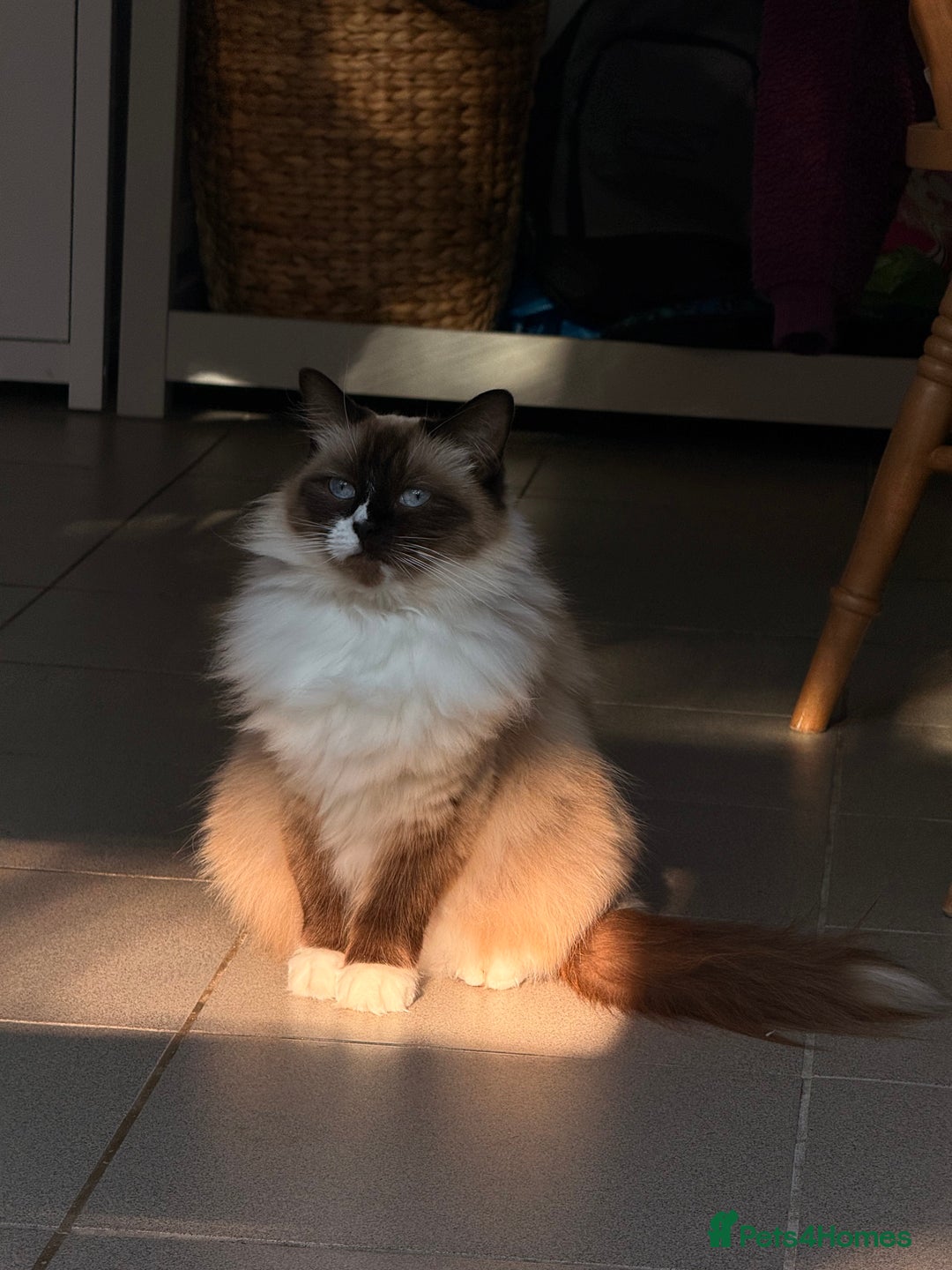 Ragdoll cats for sale: Beautiful Female Ragdoll - Advert 4