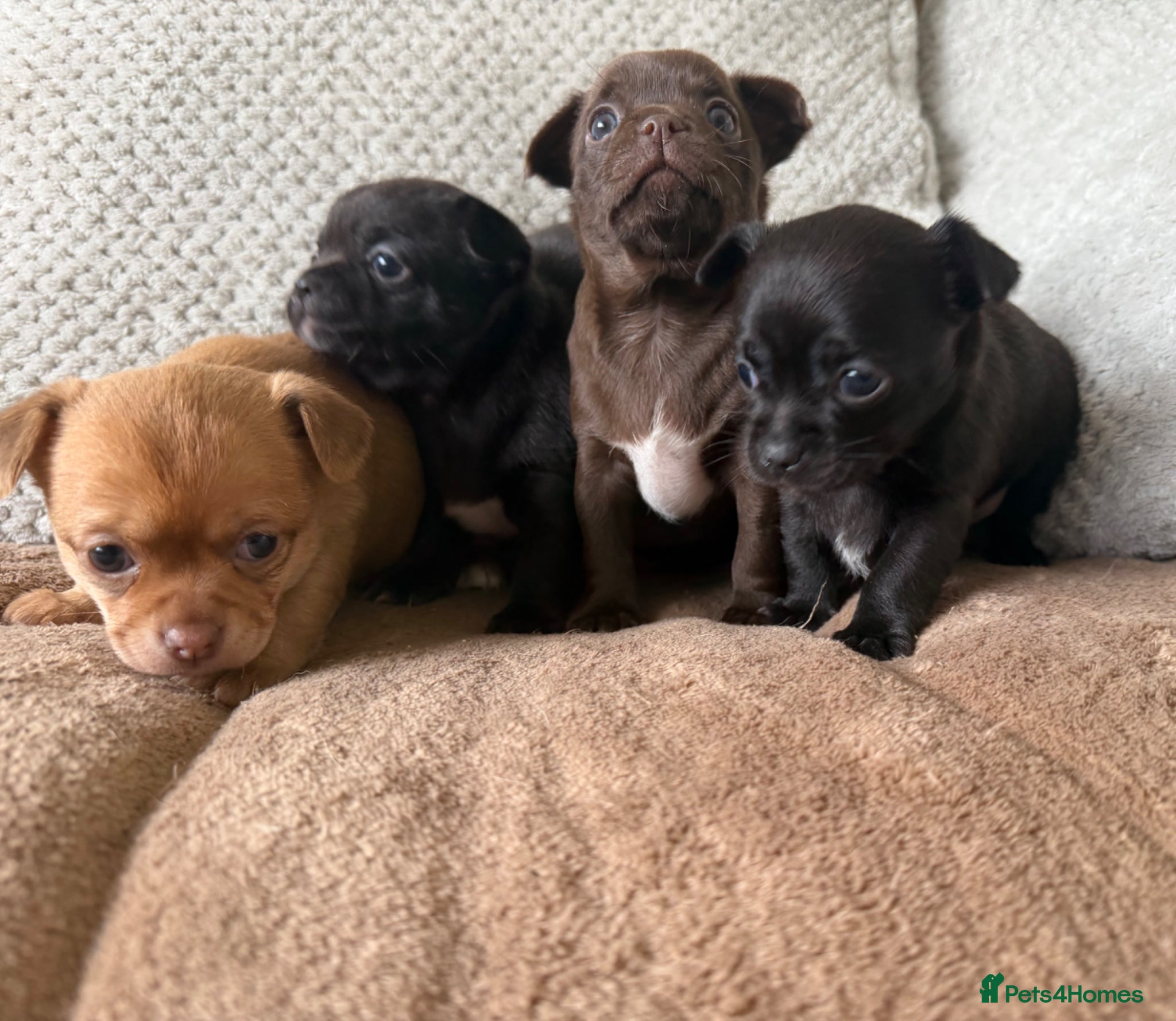 Chihuahua dogs Stunning Chihuahua Puppies - Advert 12