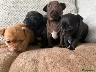 Chihuahua dogs Stunning Chihuahua Puppies - Advert 12