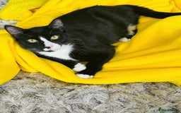 Domestic Shorthair cats for adoption: Bonded Pair  in Romford - Image 9