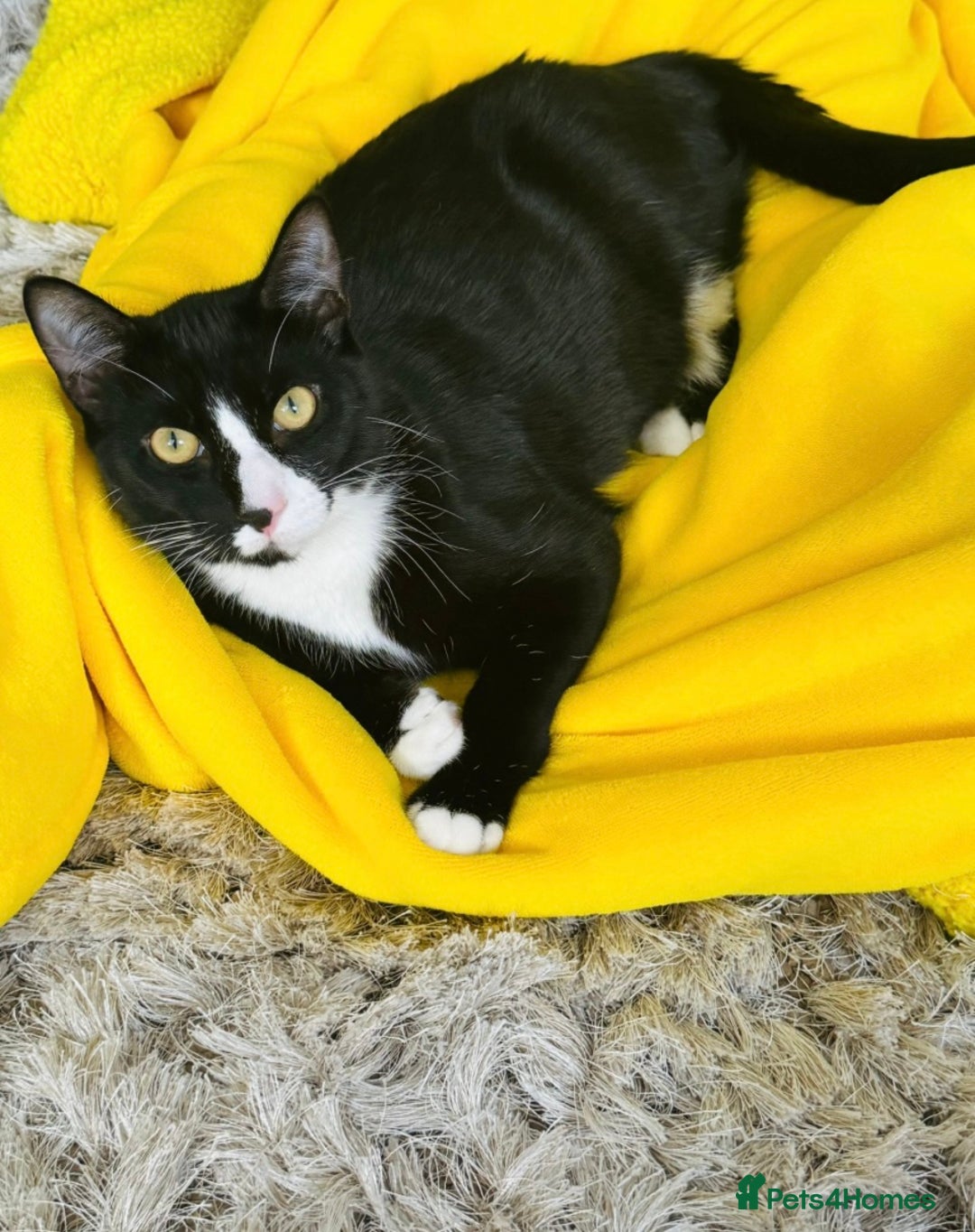 Domestic Shorthair cats for adoption: Bonded Pair  in Romford - Image 9