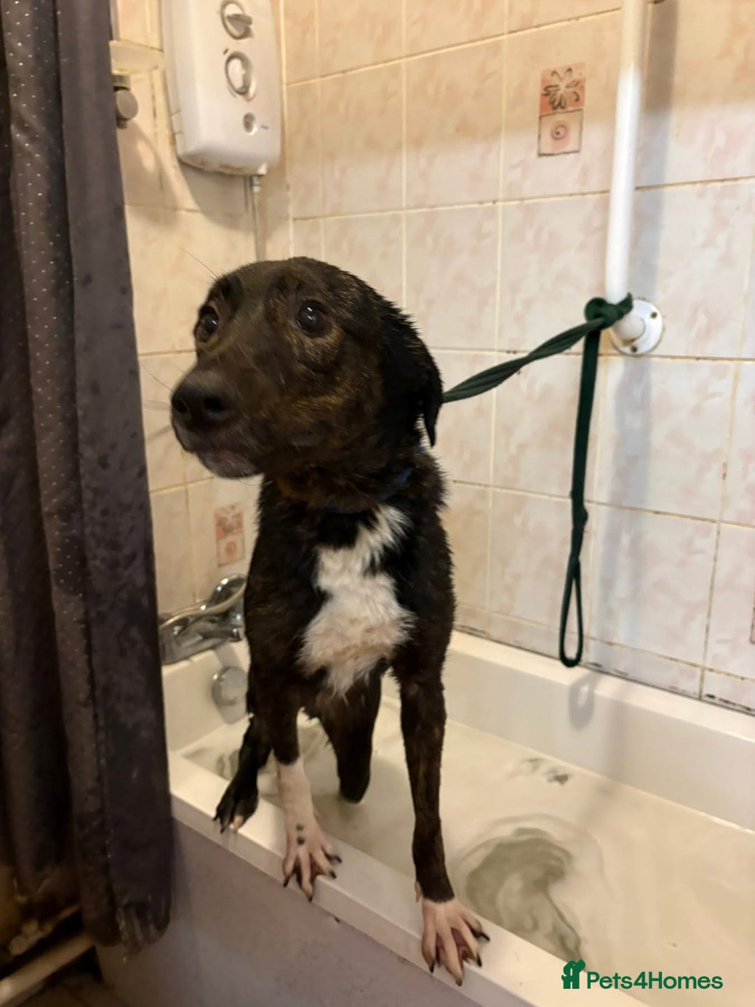 Mixed Breed dogs for adoption: Bonnie (Bokri) Norwich Norfolk  - Advert 14