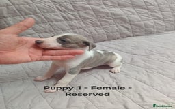 Whippet dogs for sale: *LAST MALE PUPPY* Beautiful KC Registered Puppies - Image 8