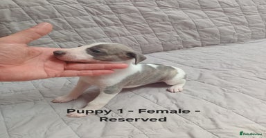 Whippet dogs - Advert 1