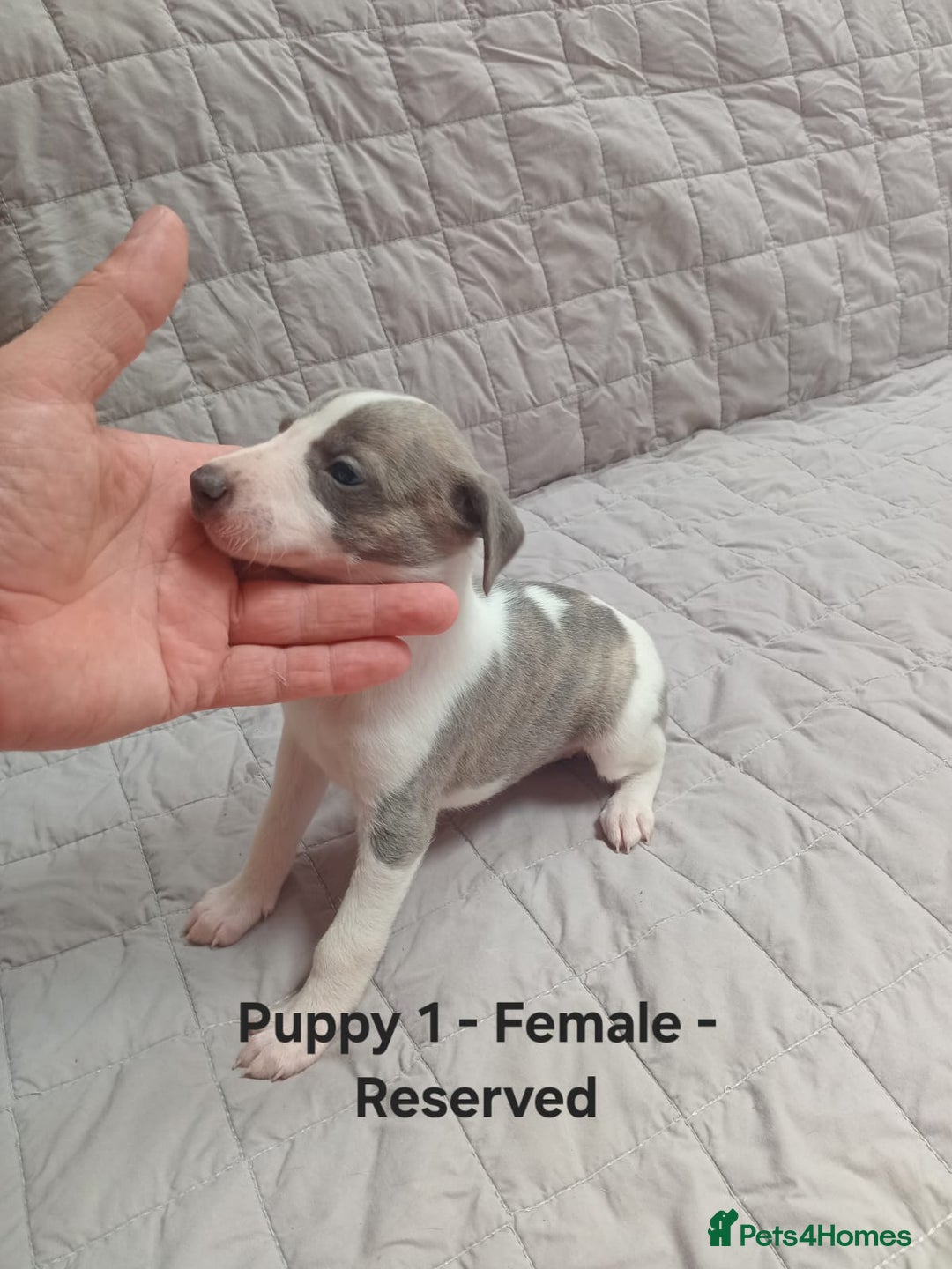 Whippet dogs for sale: *LAST MALE PUPPY* Beautiful KC Registered Puppies - Image 8