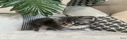 Maine Coon cats for sale: 5 x Stunning GCCF Registered Maine Coon Kittens - Advert 5