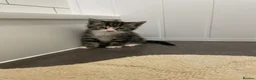 Mixed Breed cats for sale: 4 beautiful kittens  - Advert 9