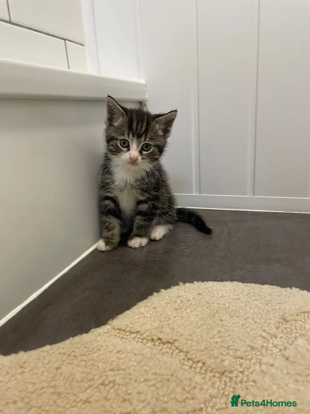 Mixed Breed cats for sale: 4 beautiful kittens  - Advert 9