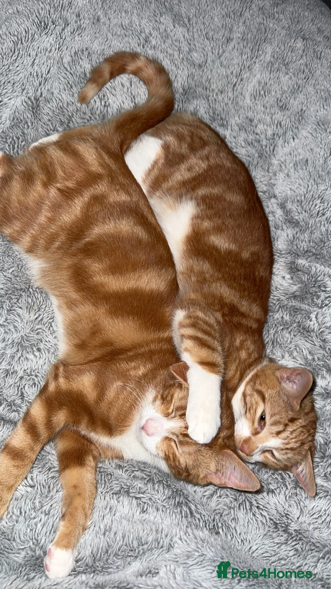 Mixed Breed cats for sale: 2x ginger kittens for sale - Advert 5