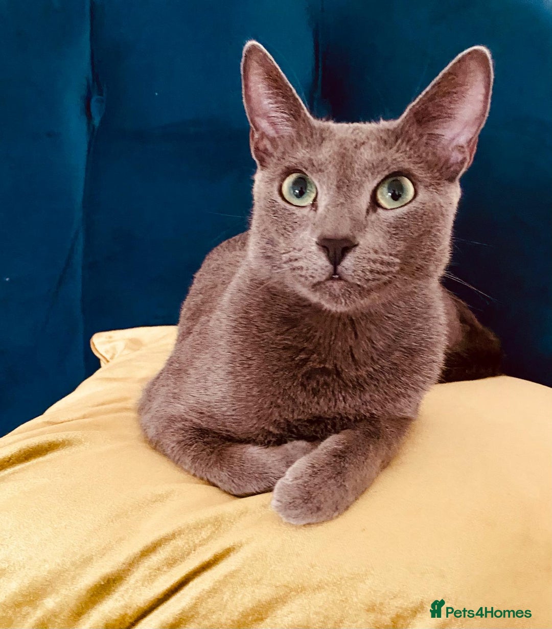 Russian Blue cats for sale: Pure Pedigree Russian blue kittens - Advert 9