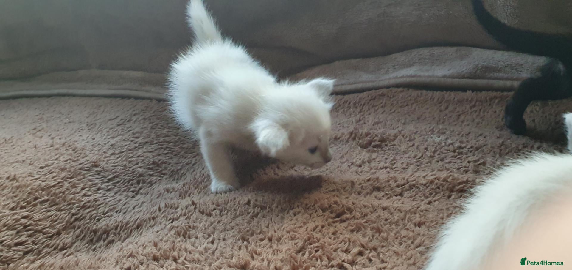 Siamese cats for sale: Siamese and oriental kittens  - Advert 11