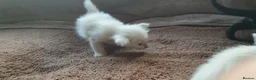 Siamese cats for sale: Siamese and oriental kittens  - Advert 1