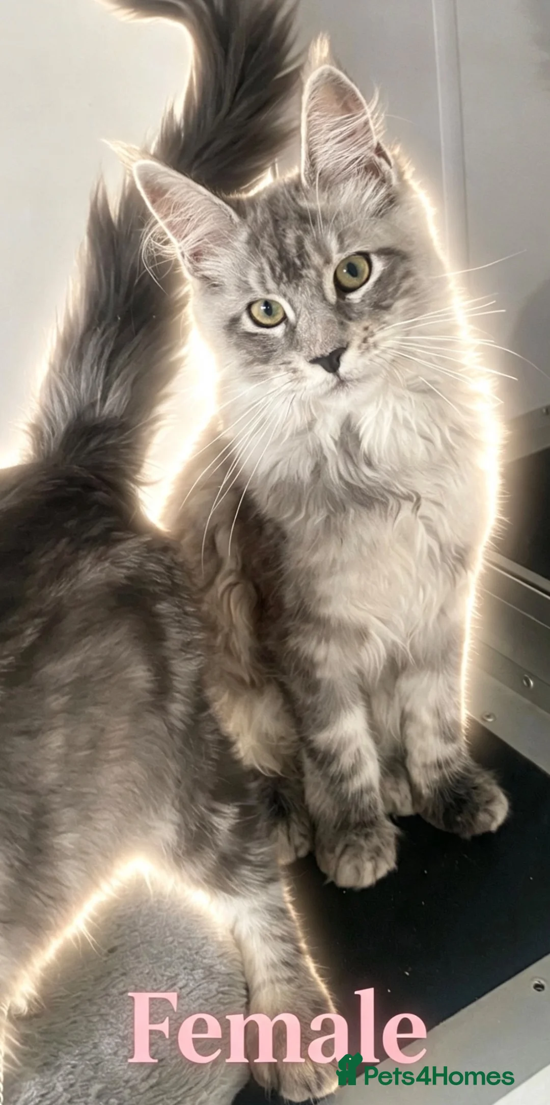 Maine Coon cats for sale: GCCF Maine coon kittens in Selby - Advert 2