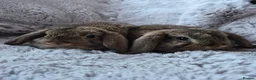 Mini Lop rabbits for sale:  Mini Lop  fluffy bunnies - Advert 5