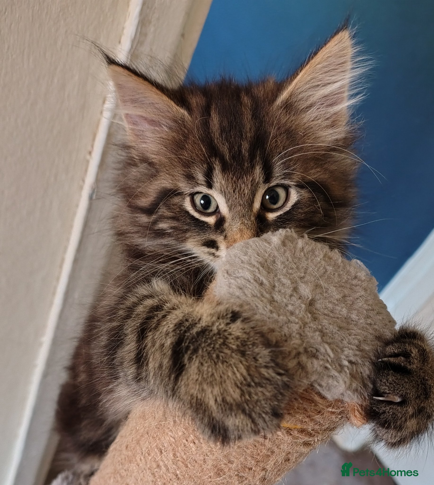 Norwegian Forest Cat cats Beautiful Pedigree Norwegian Forest kittens - Advert 10