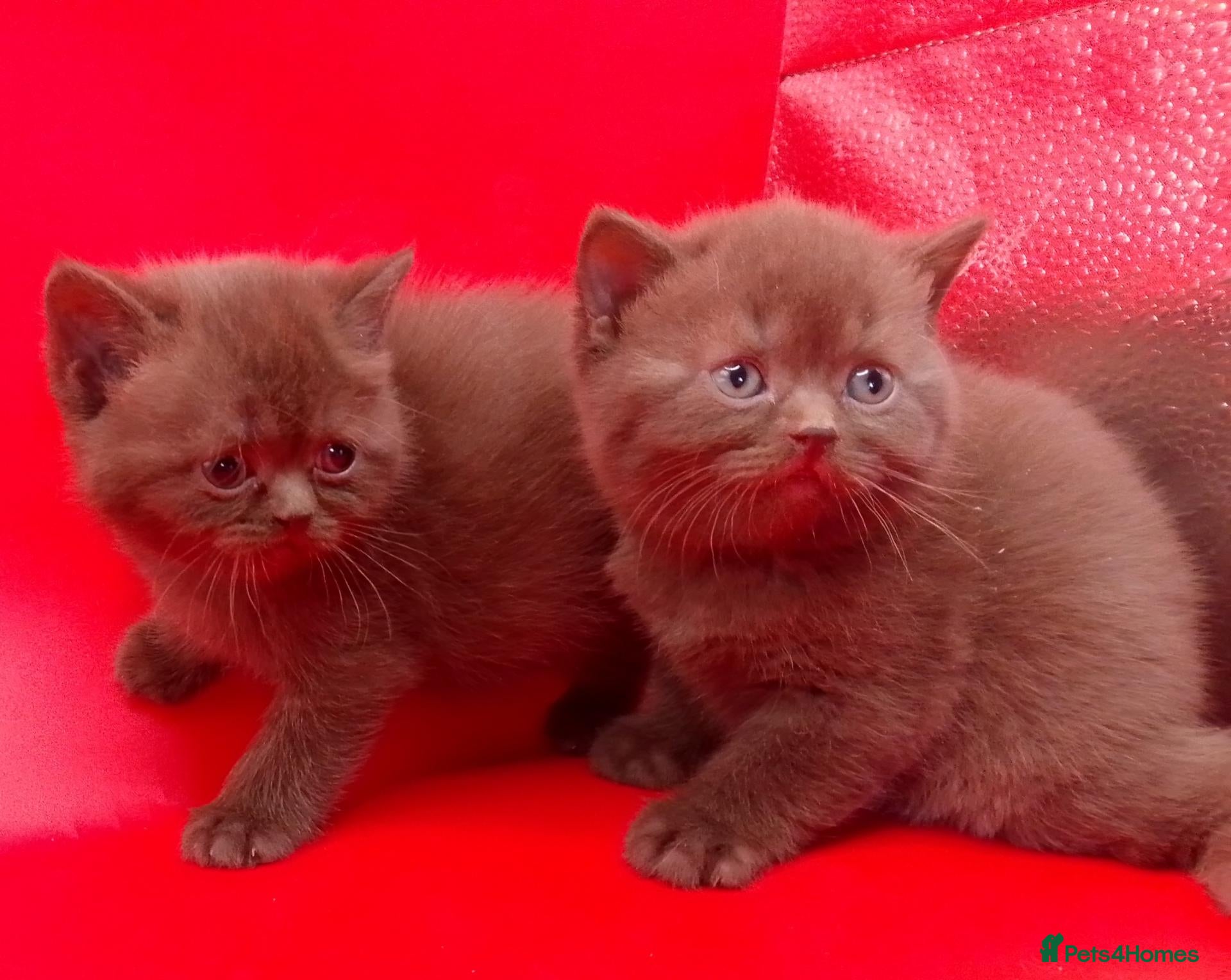 British Shorthair cats Chocolate/Cinnamon British Shorthair  - Advert 9