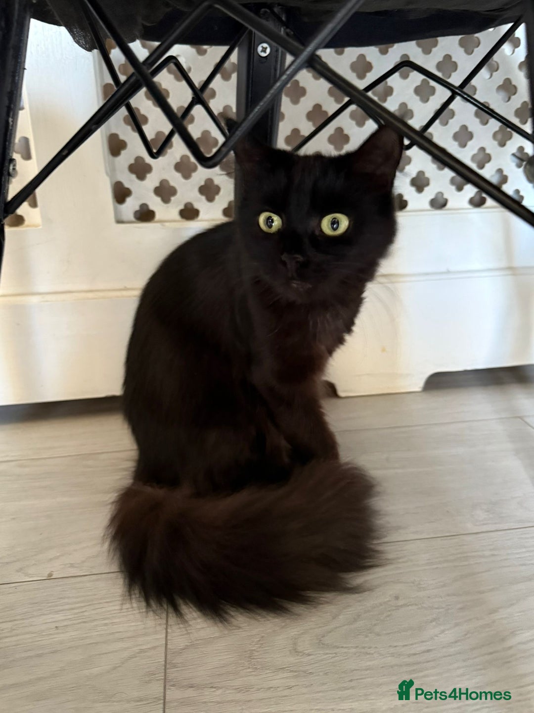 British Longhair cats for sale: Narla - Image 2