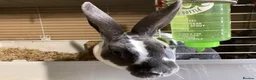 Rex rabbits for sale: Mini re **  in Liverpool - Advert 5