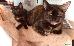 British Shorthair cats for sale: Adorable Multi colour Torty FOR SALE - Image 9