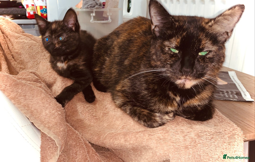 British Shorthair cats for sale: Adorable Multi colour Torty FOR SALE - Image 9