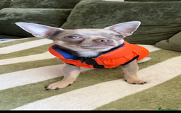 Chihuahua dogs for stud: Proven Lilac KC registered chihuahua for stud  in Liverpool - Image 1