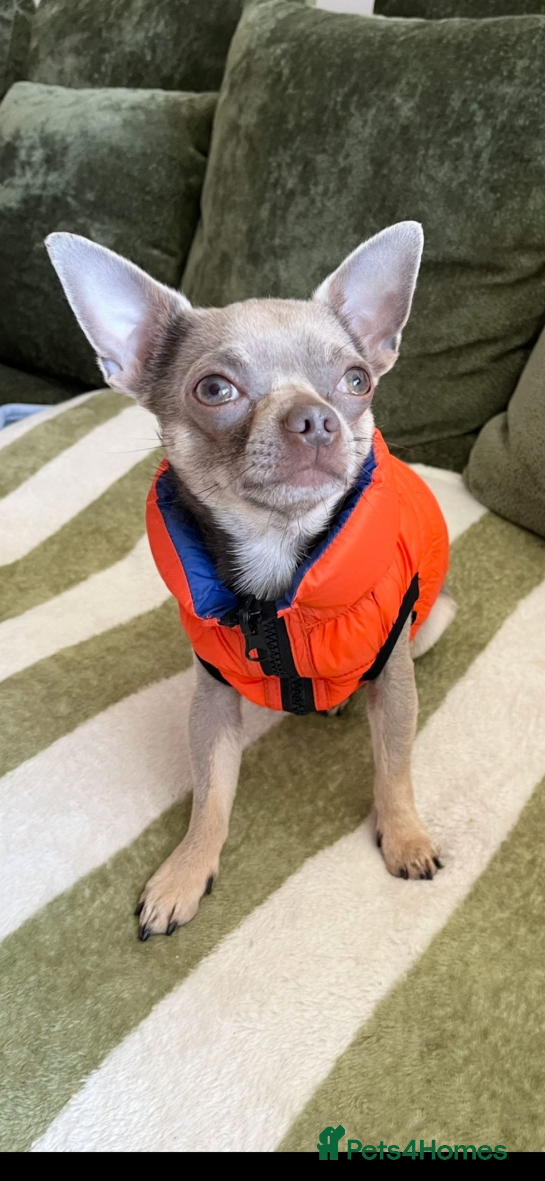 Chihuahua dogs for stud: Proven Lilac KC registered chihuahua for stud  in Liverpool - Image 1