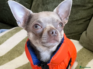 Chihuahua dogs in Liverpool - Advert 3