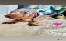 Miniature Dachshund dogs for sale: Kc registered  miniature dachshund puppies - Image 4