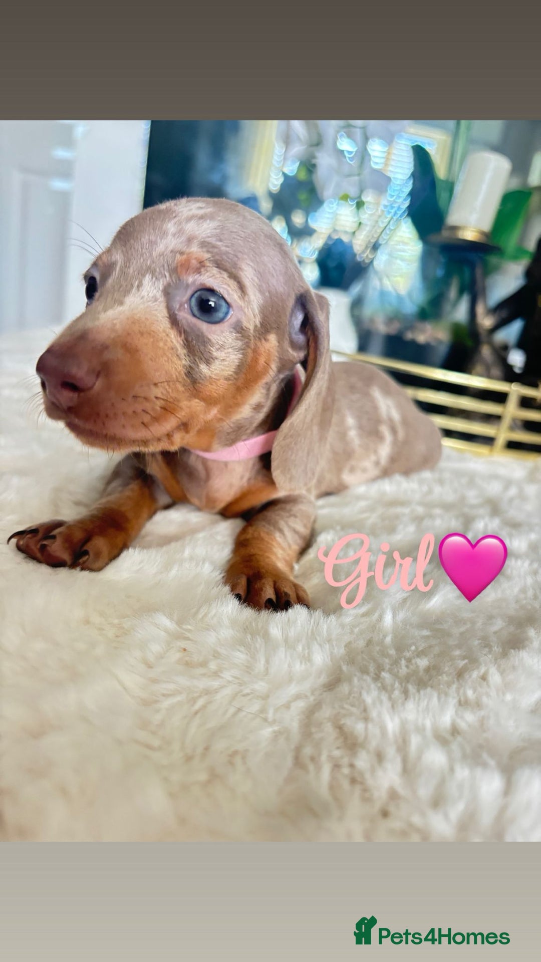 Miniature Dachshund dogs for sale: Kc registered  miniature dachshund puppies - Image 4