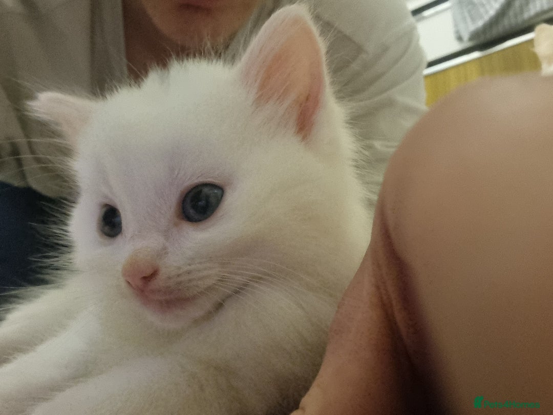 Mixed Breed cats for sale: Adorable Kittens looking for Their Forever Home - Image 6