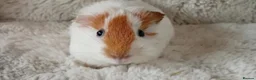 Guinea Pig rodents for sale: 1 boy 6 girls - Advert 10
