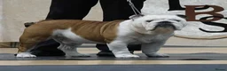English Bulldog dogs for stud: Health tested champion bulldog at stud - Advert 3