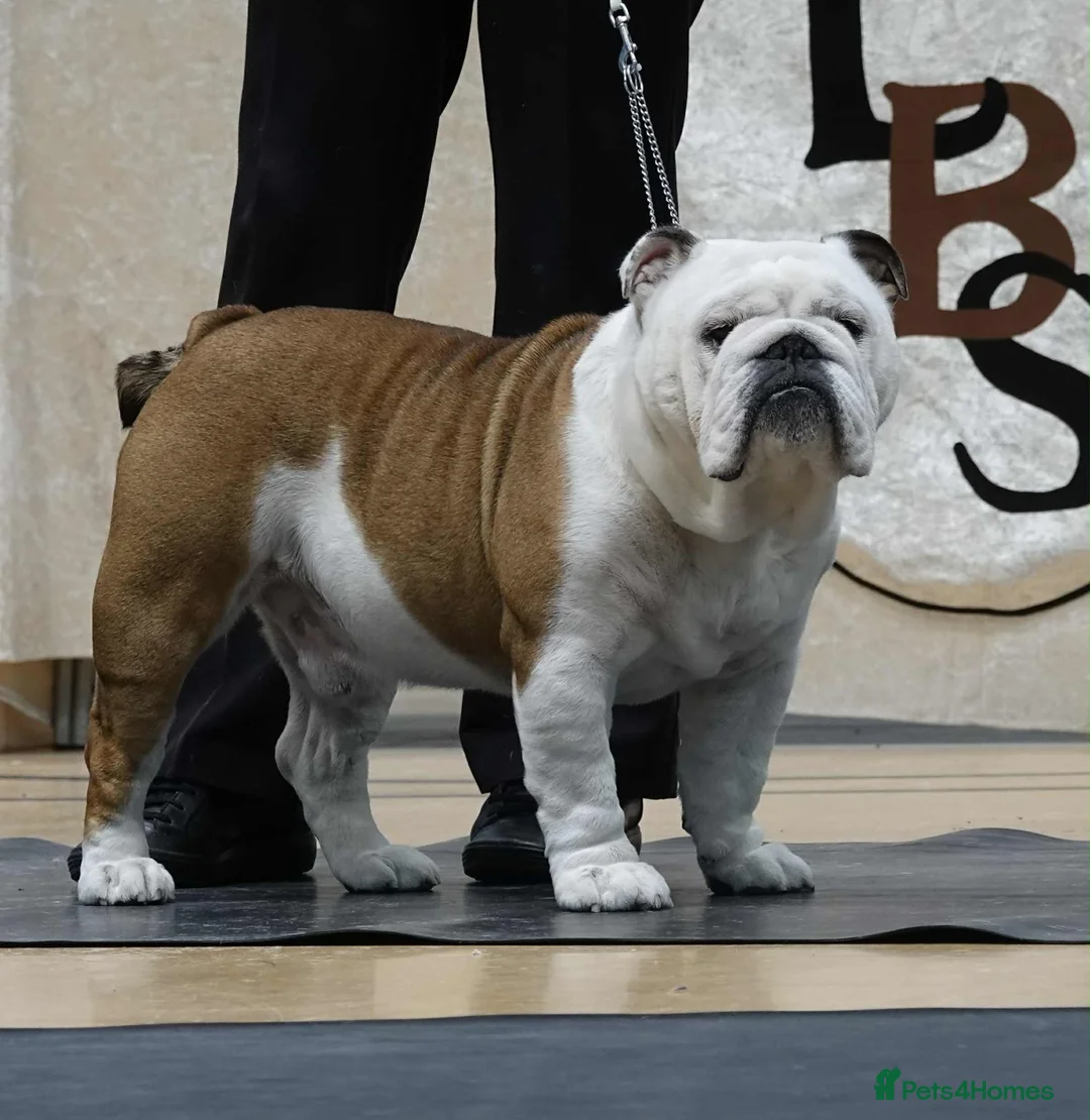 English Bulldog dogs for stud: Health tested champion bulldog at stud - Advert 3