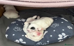 French Bulldog dogs for sale: Fluffy French Bulldogs - Image 12