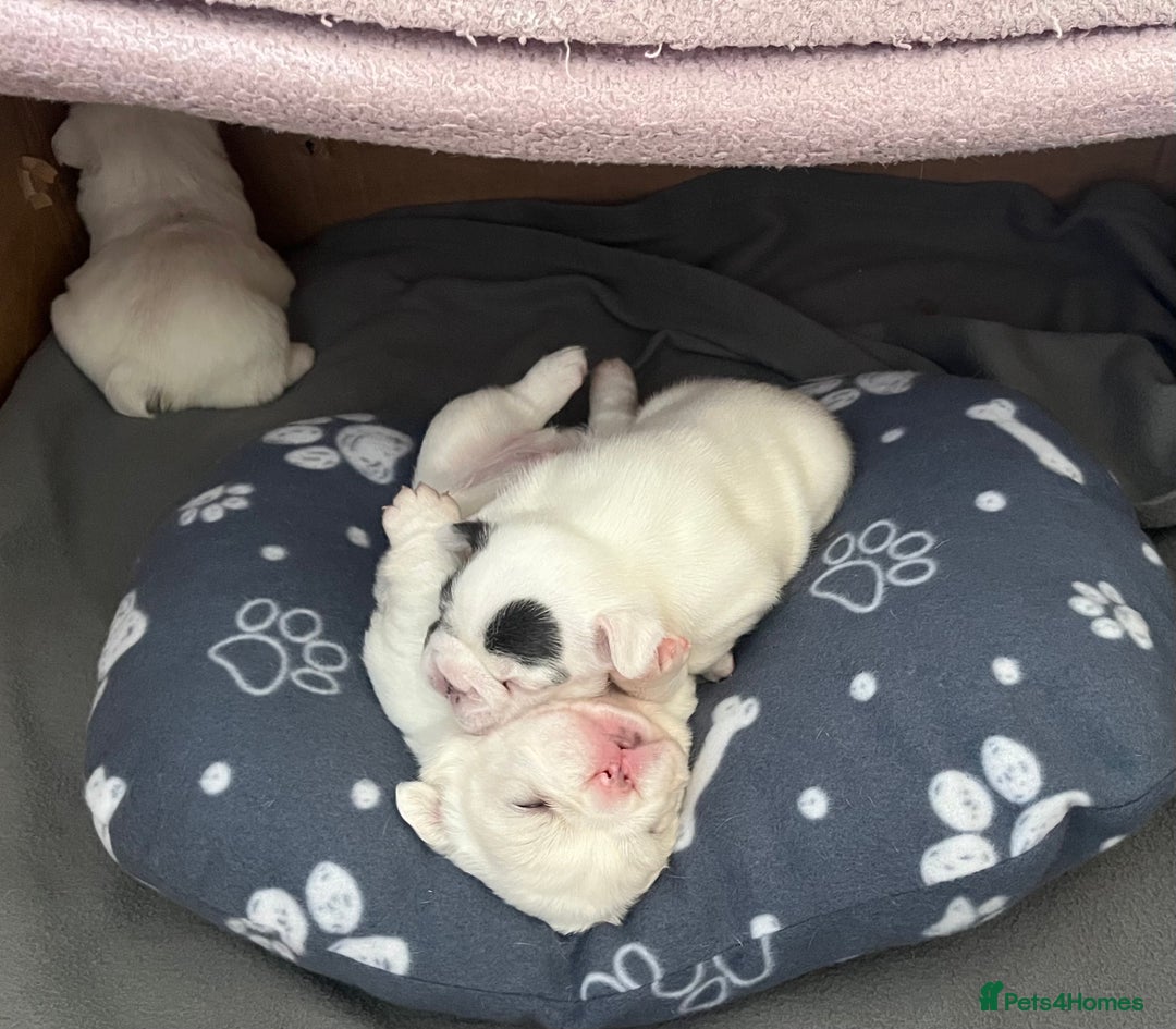 French Bulldog dogs for sale: Fluffy French Bulldogs - Image 12