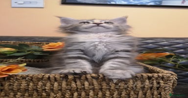 Maine Coon cats - Advert 11