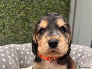 Cocker Spaniel dogs 🧡🤎 KC REG Show Cocker Spaniel Puppies For Sale - Advert 2